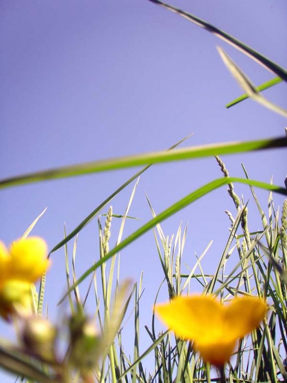 Click to view original image