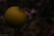 The Forbidden Fruit