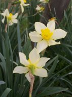 Daffodils