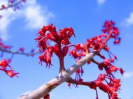 Red Flowers in Tree