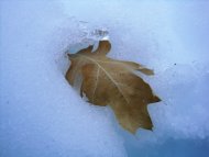 Leaf in the Ice