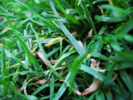 Grasstastical Grass!