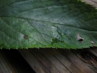Lonely Leaf Lying