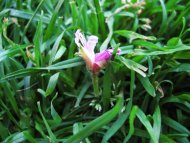 Lonely Little Flower
