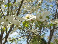 Dogwood Flowers