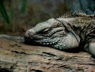 Lizard