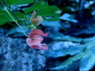 Pink Flower 