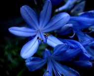 Light Blue Flower