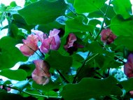 Pink Flower II