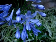 Light Blue Flower II