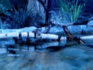At the Water's Edge