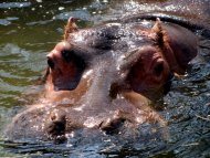 Hippo