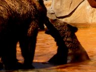Bears at Play