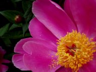 Pollen