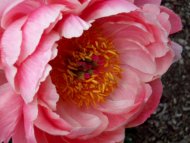 Pink Core