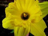 daffodil 