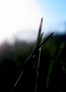 Lone Blade of Grass