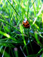 Ladybug