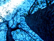 Verticle Tree