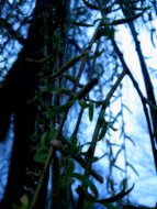 Budding