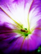 Vibrance 
