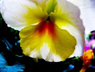 Color Explosion