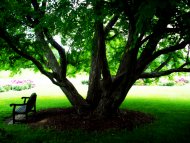 Under the Tree