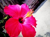 Thinking Pink