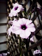 Reaching Up