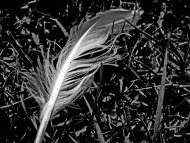 Feather