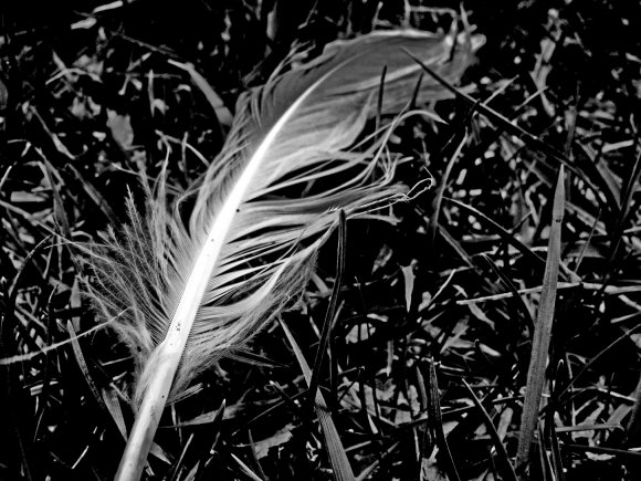 Click to view original image