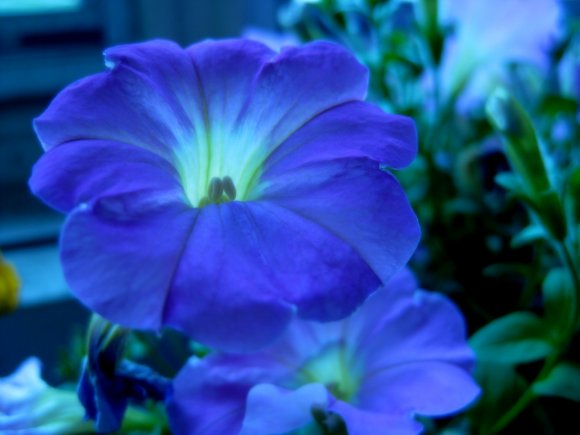 Click to view original image