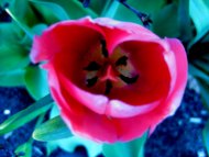 Red Tulip