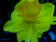 Sunny Daffodil