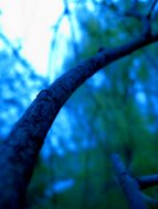 Curvey Branch