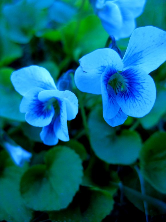 Click to view original image