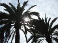 Spanish Palms