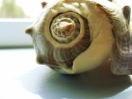 shell