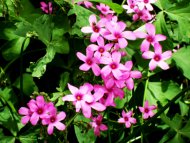 bee and flowers