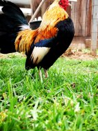 chicken