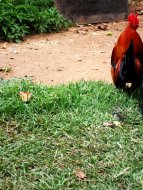 chicken2