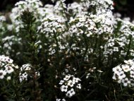 white flowers