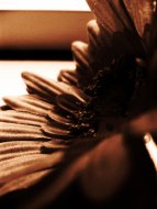 flower shade