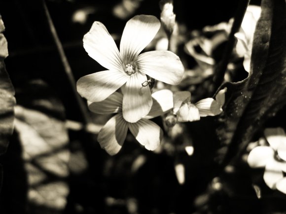 Click to view original image