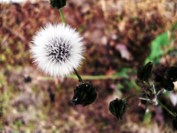Click to view original image
