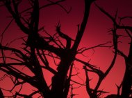Tree against red sky
