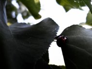 ladybug