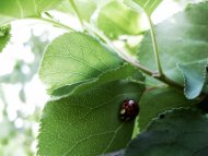 ladybug2