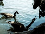 geese in the pond