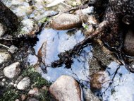 stream tree with roots